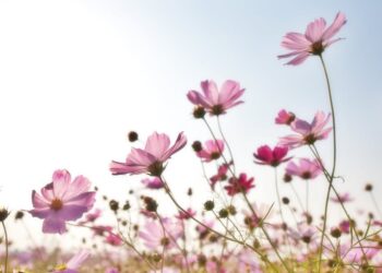 Does Dollar General Sell Flowers?